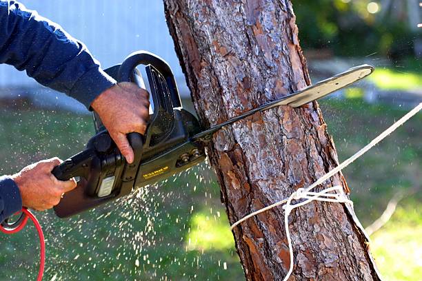 Best Leaf Removal  in Peru, IN